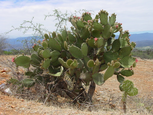 Opuntia pilifera