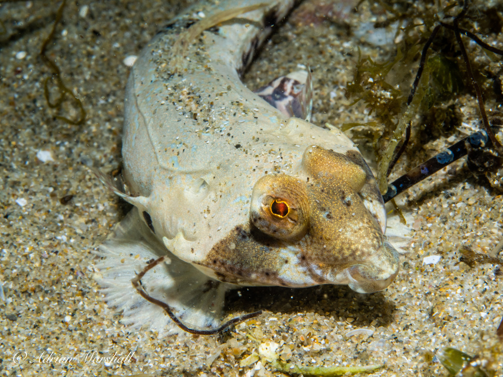 Butterfly Dragonet