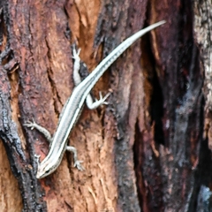 Cryptoblepharus virgatus