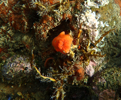 Discodoris paroa