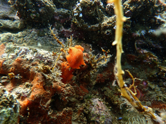 Discodoris paroa