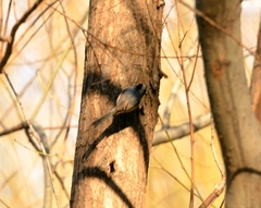 Aegithalos glaucogularis