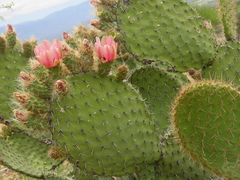 Opuntia pilifera
