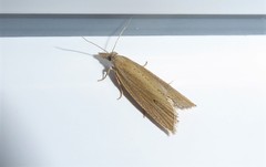 Bactra noteraula