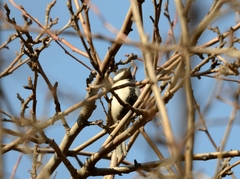 Parus minor