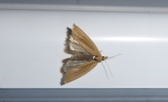 Bactra noteraula