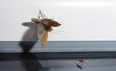 Bactra noteraula