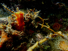 Discodoris paroa