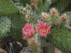 Opuntia pilifera