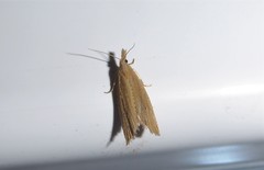 Bactra noteraula