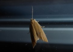 Bactra noteraula