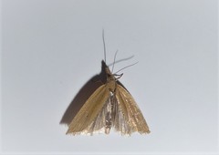 Bactra noteraula