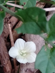 Xenostegia tridentata