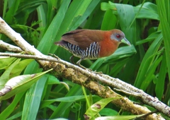Laterallus albigularis