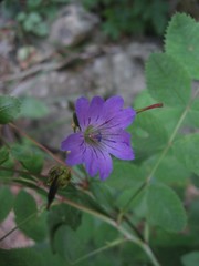 Geranium nodosum