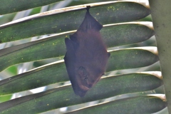 Cyttarops alecto