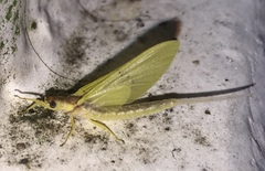 Pentagenia vittigera