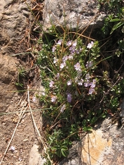 Euphrasia liburnica