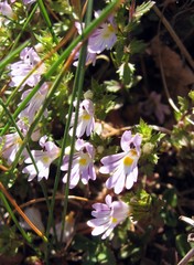 Euphrasia liburnica