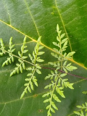 Cheilanthes tenuifolia