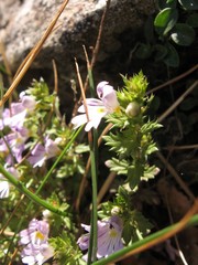 Euphrasia liburnica