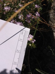 Euphrasia liburnica