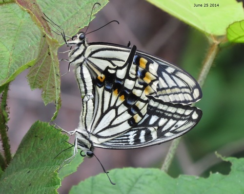 Chinese Yellow Swallowtail