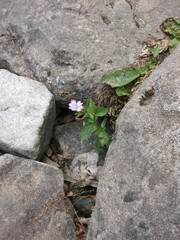 Epilobium alsinifolium