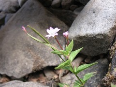 Epilobium alsinifolium