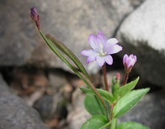 Epilobium alsinifolium