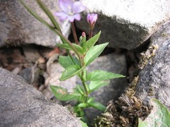 Epilobium alsinifolium