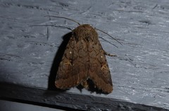 Proteuxoa tetronycha