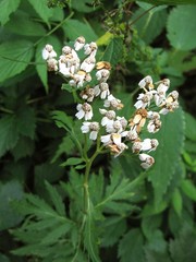 Achillea macrophylla