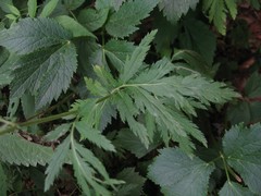 Achillea macrophylla