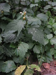 Lamium galeobdolon flavidum