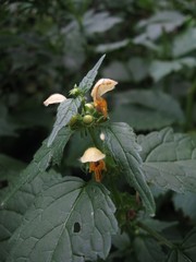 Lamium galeobdolon flavidum