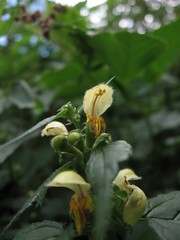 Lamium galeobdolon flavidum