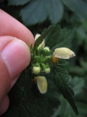 Lamium galeobdolon flavidum