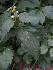 Lamium galeobdolon flavidum