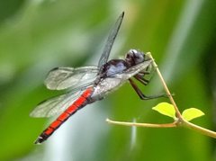 Libellula herculea
