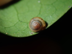 Coneuplecta calculosa