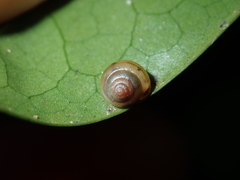 Coneuplecta calculosa