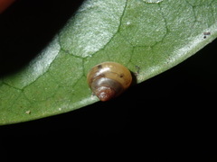 Coneuplecta calculosa