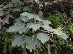 Mallotus paniculatus formosanus