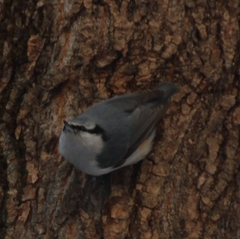 Sitta europaea asiatica