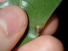 Coneuplecta calculosa