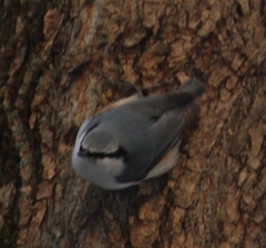 Sitta europaea asiatica