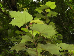 Mallotus paniculatus formosanus