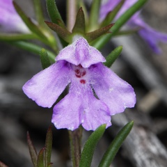 Hemigenia purpurea