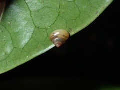 Coneuplecta calculosa